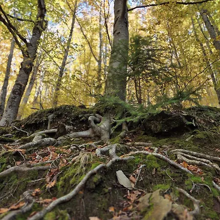 Casa Do Mel - Refugio Na Serra Da Estrela *